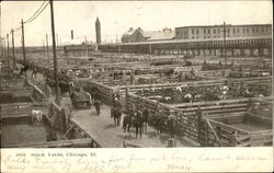 Stock Yards Chicago, IL Postcard Postcard