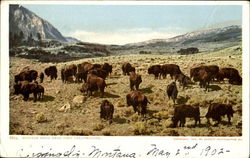 Buffalo Herd Near Fort Yellowstone Postcard Postcard