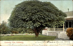 Umbrella Tree California Trees Postcard Postcard