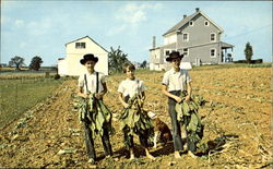 Amish Country Postcard