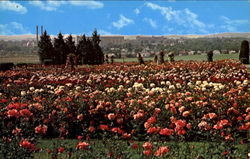 Hershey Rose Gardens And Arboretum Postcard