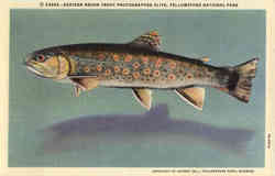 Fishing: Eastern Brook Trout Photographed Alive Yellowstone National Park Postcard Postcard