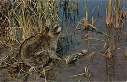 Fishing: Raccoon feeding along lake edge Postcard