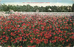 Field of Burbank's Crimson Poppies Postcard