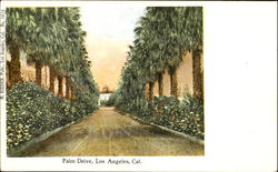 Palm Drive Postcard