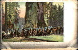 Troop F. Sixth Cavalry In Front Of The Grizzly Giant Yosemite National Park Postcard Postcard