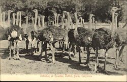 Ostriches At Cawston Ostrich Farm Postcard