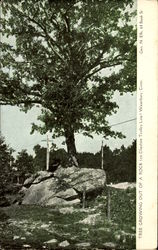 Tree Growing Out Of A Rock, Cheshire Trolley Line Waterbury, CT Postcard Postcard