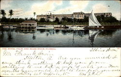 The Royal Palm And Miami River Postcard