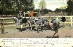 Ostrich Farm Jacksonville, FL Postcard Postcard