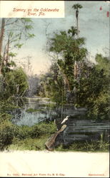 Scenery On The Ocklawaha River Postcard