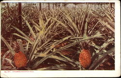 A Florida Pineapple Field Fruit Postcard Postcard