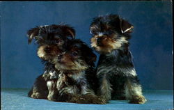 Purebred Yorkshire Terrier Puppies Postcard