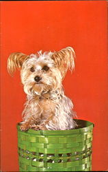 Yorkshire Terrier Postcard