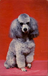 French Poodle Postcard