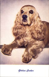 Golden Cocker Dogs Postcard Postcard