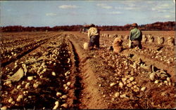 Harvesting Long Island Potatoes New York Postcard Postcard