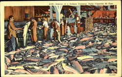 Interior Of A Salmon Cannery Washington Postcard Postcard