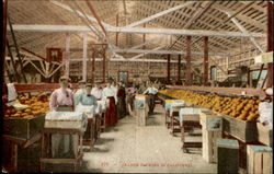 Orange Packing In California Postcard