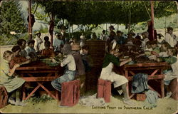 Cutting Fruit In Southern California Postcard