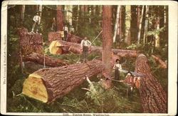 Timber Scene Postcard