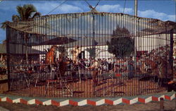 The Big Outdoor Cage Sarasota, FL Postcard Postcard