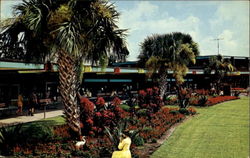 Florida's Silver Springs Postcard