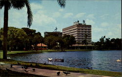 Pigeons Orlando, FL Postcard Postcard