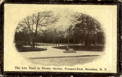 The Lily Pond In Flower Garden, Prospect Park Postcard