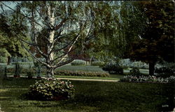 The Wizard Birch Washington Park Albany, NY Postcard Postcard