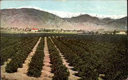 A Winter Scene At Azusa California Postcard Postcard