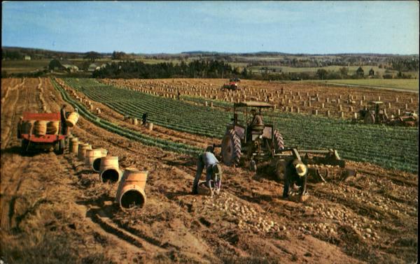 Maine Potato Farming Scenic, ME