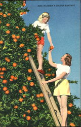 Florida's Golden Harvest Fruit Postcard Postcard