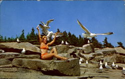 Feeding The Gulls, Acadia National Park Postcard Postcard