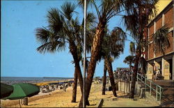 Palms Swaying Gently In The Ocean Breeze Postcard