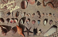 Carolina Sea Shells Postcard