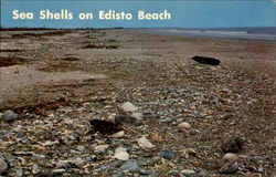 Sea Shells On Edisto Beach South Carolina Postcard Postcard