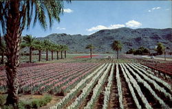 Japanese Flower Gardens Phoenix, AZ Postcard Postcard