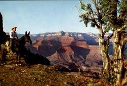 Grand Canyon National Park Arizona Postcard Postcard