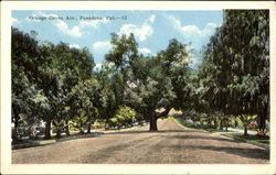 Orange Grove Ave. Postcard