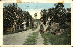 Picking Indian River Prize Fruit Vero Beach, FL Postcard Postcard