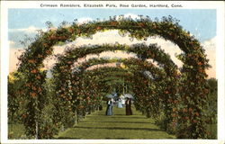 Crimson Ramblers, Elizabeth Park Rose Garden Hartford, CT Postcard Postcard