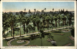 Royal Palm Hotel Postcard