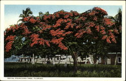 Royal Poinciana Tree Postcard