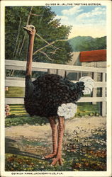 Ostrich Farm Jacksonville, FL Postcard Postcard