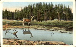 A Park Deer Yellowstone National Park Postcard Postcard