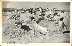 A Penguin Rookery Postcard