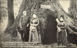 Big Tree Gen'L. Fremont Santa Cruz, CA Postcard Postcard