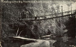 Leading To The Big Tree Grove Santa Cruz, CA Postcard Postcard