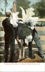 Plucking Mckinley, Cawston Ostrich Farm Postcard